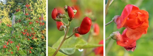 Scarlet runner bønner blomstrende (L), med nærbillede af knopper (C) og åbne blomster (R).