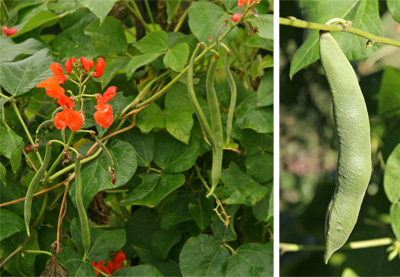 om pollineras följs blommorna av långa skida (L) med en grov konsistens (R).