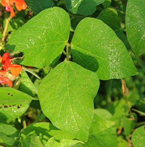 Scarlet runner bean má typické trojčetné listy podobně jako běžné fazole.