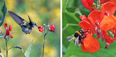 I fiori rossi sono attraenti per gli impollinatori come i colibrì dalla gola di rubino (L) e i bombi (R).