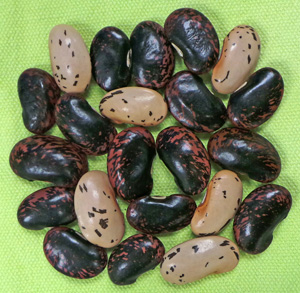 The seeds are multicolored, often black with maroon mottling.