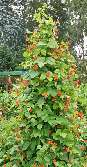 Scarlet runner bean growing on a tall teepee.