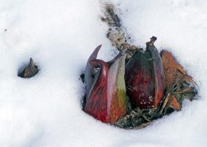 Skunk cabbage can bloom even when there is snow on the ground.
