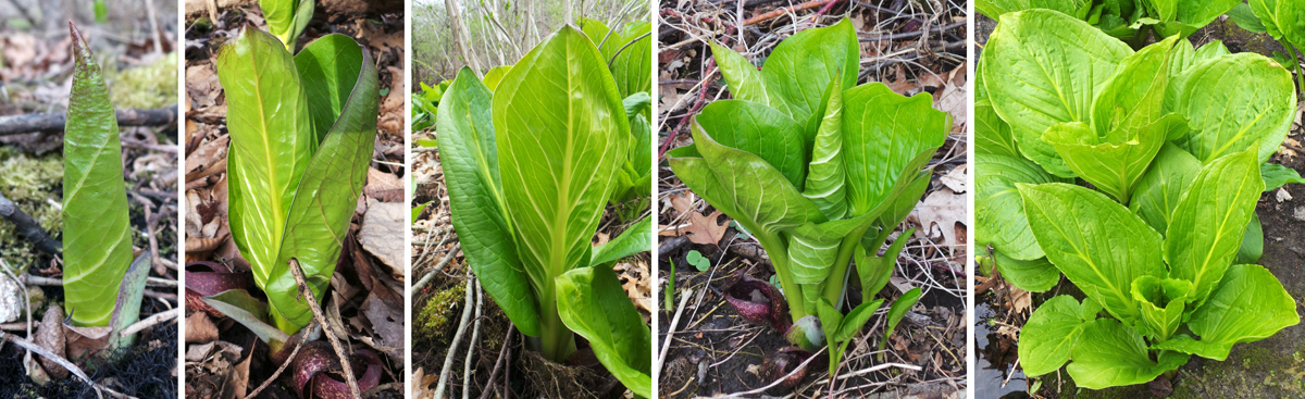 The leaves emerge from a single bud (L) to unfurl in a spiral (LC, C, RC) to form a large, funnel-shaped rosette (R).