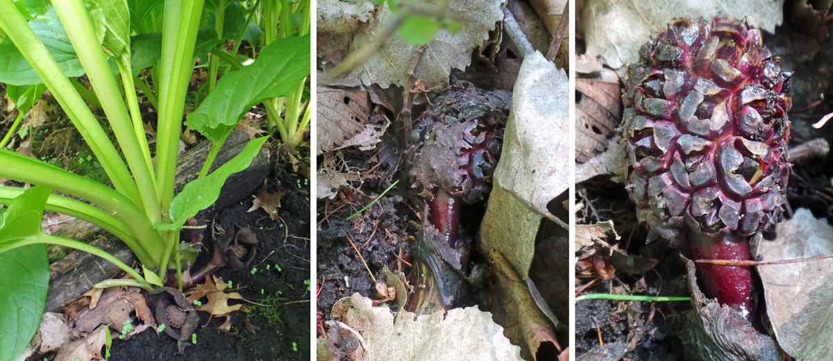 By late spring or summer the spathes at the base of the plant (L) wither away (C) to leave the blocky compound fruit exposed, but easily overlooked (R).