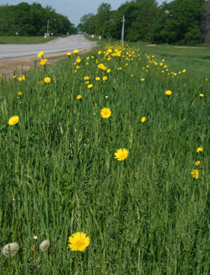 Yellow goatsbeard is common along roadsides and in other disturbed areas.