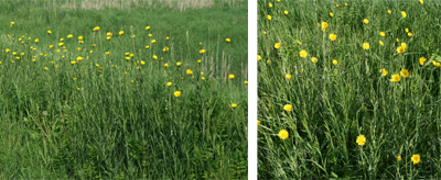 Yellow goatsbeard flowering among roadside grass.