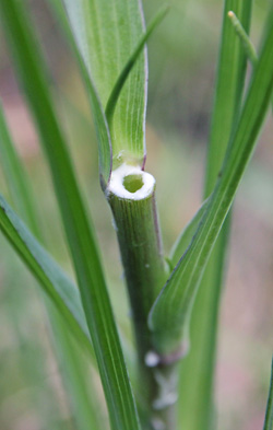 When cut, yellow goatsbeard exudes a milky sap.