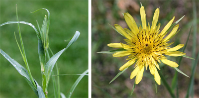 Straight leaves (L) and flower with extended bracts of Tragopogon dubius (R).