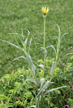 Tragopogon dubius, one of two species common in Wisconsin.