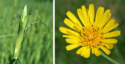 Curved leaves (L) and flower of Tragopogon praetensis (R).