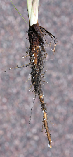 Goatsbeard has a fleshy taproot.