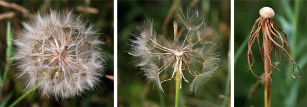 The flowers are followed by seedheads resembling that of a dandelion.