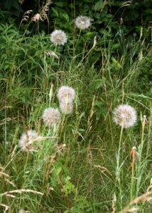 Seedheads of yellow goatsbeard among roadside grass.