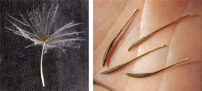 Seed of yellow goatsbeard with pappus (L) and without (R).