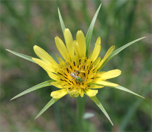 A bee visiting a Tragopogon dubius flower.