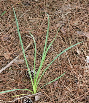Plants have a grass-like appearance, especially when young.