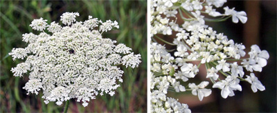 The flower of Queen Annes lace (L) is made up of many small flowers (R).