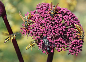 Many natural enemies visit flowers for the nectar and pollen.