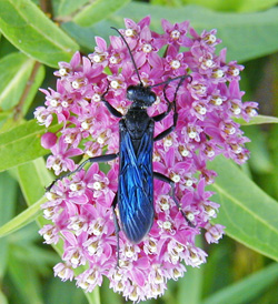 Flower architecture affects insect visitors.