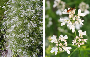 Cilantro flowers attract many small insects. 