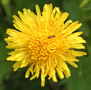 Dandelions are an early season flower visted by many natural enemies.