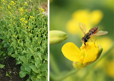 Flowering bok choi (L) provides food for a small syrphid fly (R).
