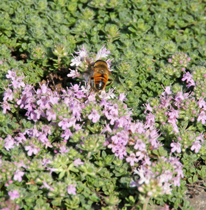 A syrphid fly visits creeping thyme flowers.