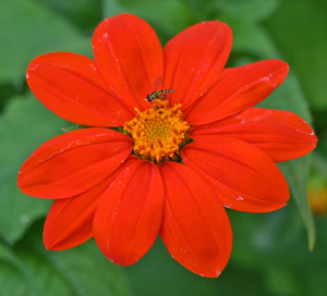 Many plants in the aster family have beneficial-friendly flowers.