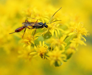 Small insects prefer small flowers.