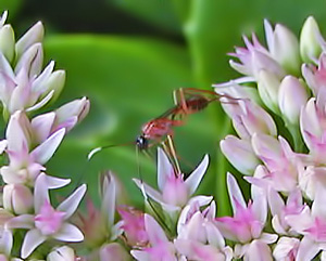 Pollen and nectar need to be available throughout the growing season for different natural enemies.