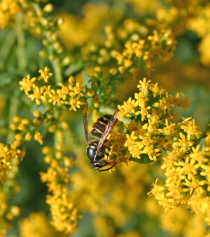 A wasp on goldenrod flowers.