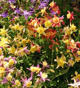 Hybrid columbines are susceptible to two common pests of columbine.