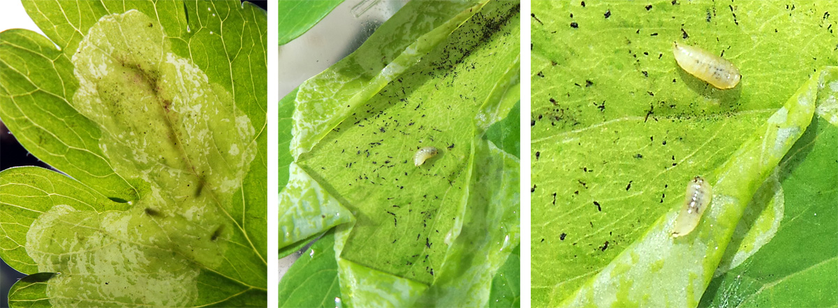 Leafminer larvae can be seen in a blotch mine when held up to light (L). The leaf was dissected open (C) to expose the small white maggots (R).