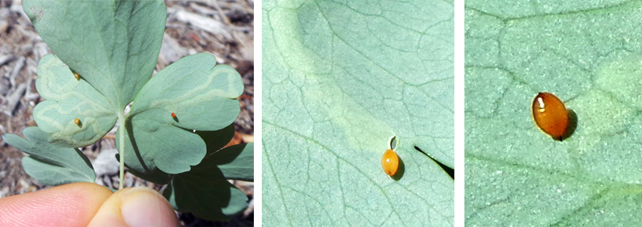 Leafminers pupate on the underside of the leaves (L), cutting a crescent-shaped hole to emerge (C) to pupate in a dark brown puparium (R).