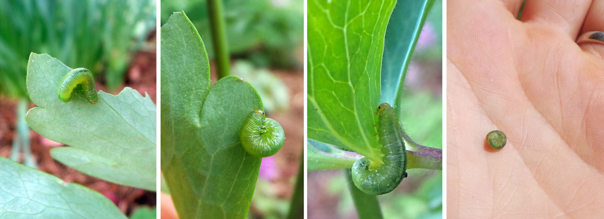 Columbine sawflies are the same color as the leaves (L abnd LC), often feed on the underside of the leaves (RC), and are fairly small (R) so are easy to overlook.