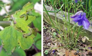 When columbine sawfl ies are numerous (L), damage can be dramatic (R).