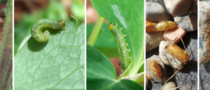 Strategies for Identifying and Managing Insect Pests