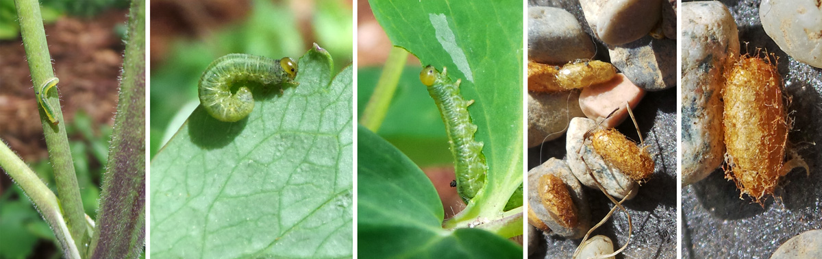 Young sawfl y on columbine stem (L), large larvae feeding on columbine leaves (LC and C), and several cocoons amid pea gravel (RC) and a single brown cocoon (R).