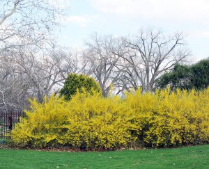 Forsythia are vigorous deciduous shrubs with a mounded or upright habit.