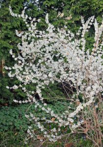 White forsythia, Abeliophyllum distichum, in bloom.