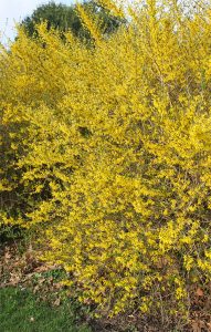 Forsythia flowers early.