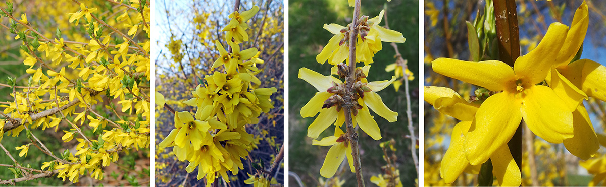 Forsythia blooms in early spring (L), with many flowers (LC) in clusters along the stems (RC). Each flower has four petals (R).