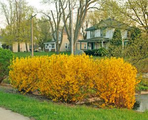 Forsythia is stunning in spring.