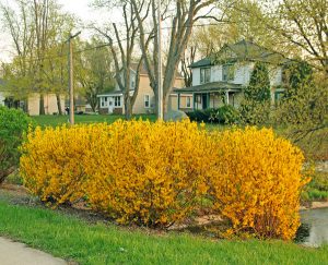 Image of Northern Gold Forsythia in a garden setting