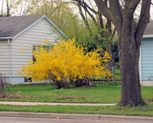 Forsythia is a common landscape plant in the Midwest.
