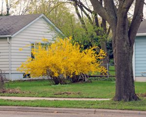 Forsythia Forsythia Spp Wisconsin Horticulture