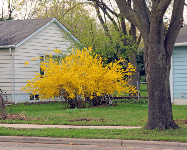 Forsythia is a common landscape plant in the Midwest. These plants typically bloom starting in late March to mid-April in Wisconsin.