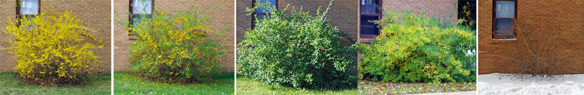 Forsythia through the seasons: early spring (L), late spring (LC), summer (C), fall (RC), and winter (R).