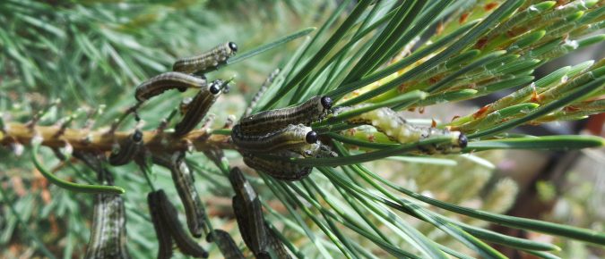 European Pine Sawfly, Neodiprion sertifer
